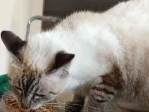 Gato raça SRD-ViraLata idade 2 anos nome FILÓ