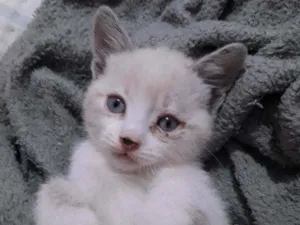 Gato raça Não definida  idade 2 a 6 meses nome Bóris