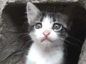 Gato raça Não definida  idade 2 a 6 meses nome Lisa