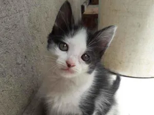 Gato raça Não definida  idade 2 a 6 meses nome Lola