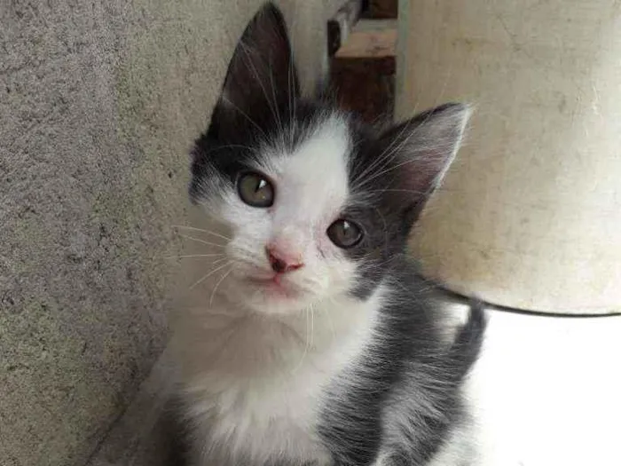 Gato ra a Não definida  idade 2 a 6 meses nome Lola