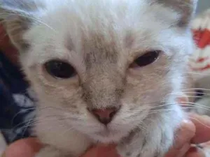 Gato raça  idade 2 a 6 meses nome Filhote Abandonada