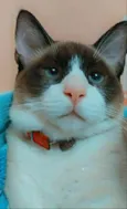 Rafa 