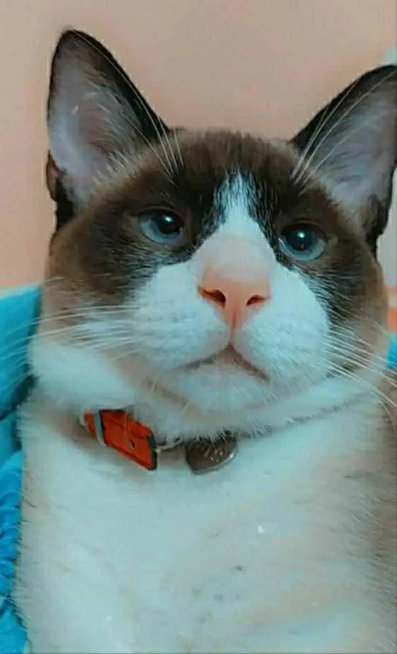 Gato ra a Siamês siamês idade 7 a 11 meses nome Rafa 