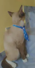 Rafa 