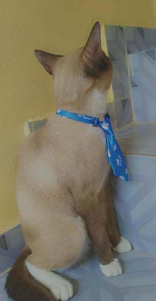 Gato ra a Siamês siamês idade 7 a 11 meses nome Rafa 