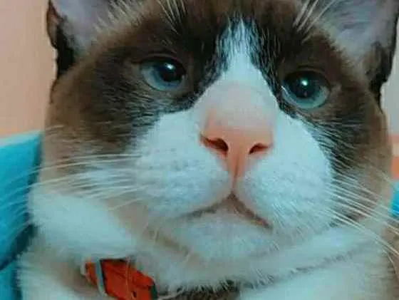 Gato ra a Siamês siamês idade 7 a 11 meses nome Rafa 