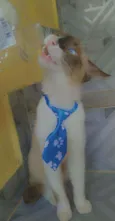 Floquinho