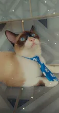 Floquinho