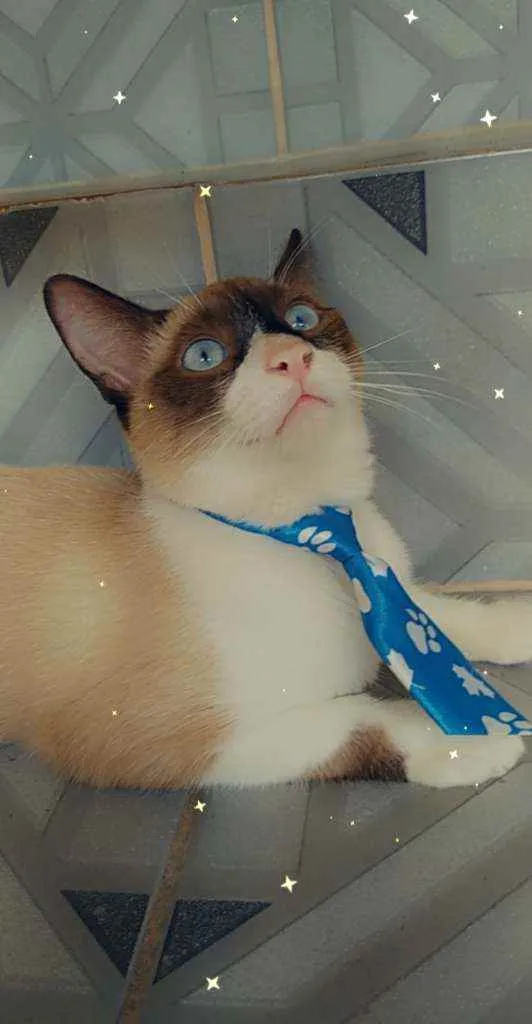 Gato ra a Siamê idade 2 a 6 meses nome Floquinho