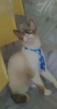 Floquinho