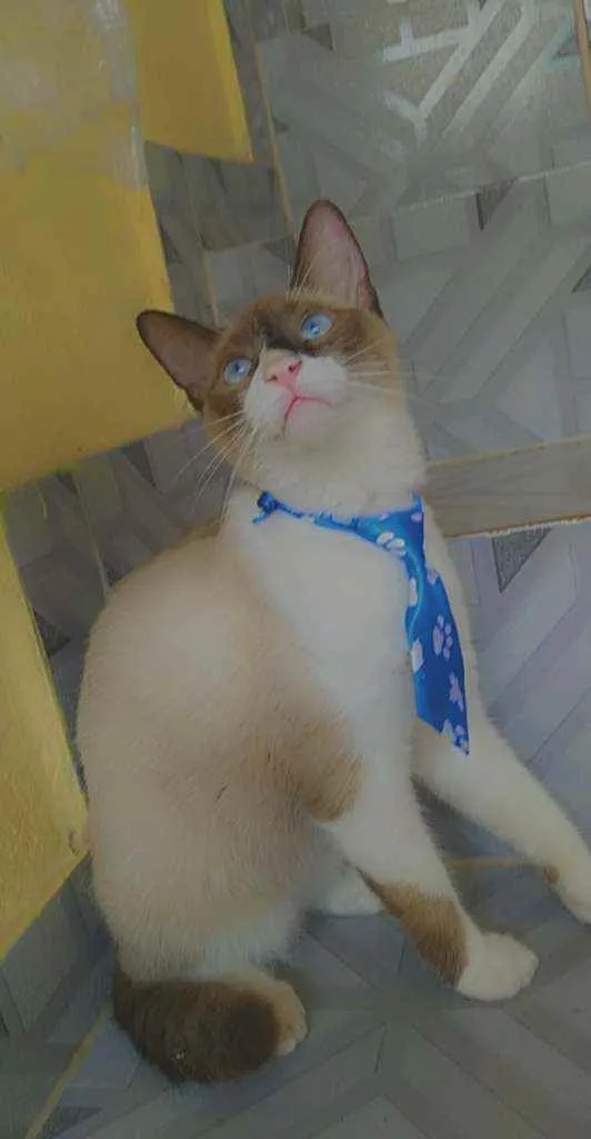 Gato ra a Siamê idade 2 a 6 meses nome Floquinho