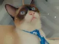 Floquinho