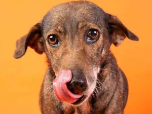 Cachorro raça  idade 6 ou mais anos nome Mel