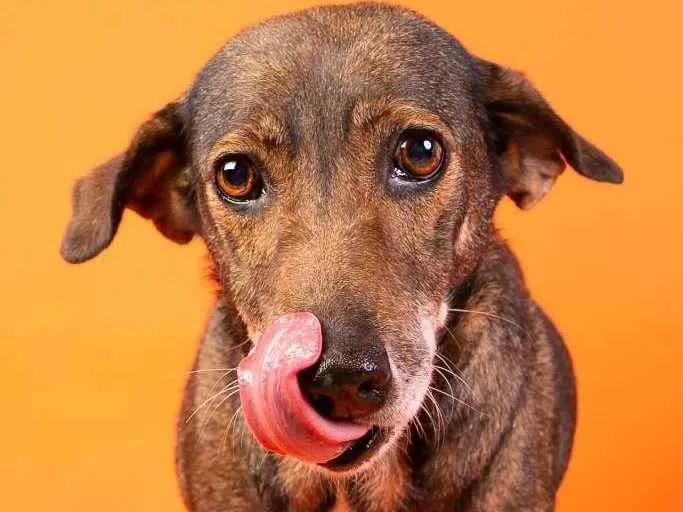 Cachorro raça  idade 6 ou mais anos nome Mel