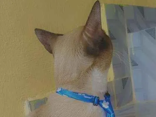 Gato ra a Siamês siamês idade 7 a 11 meses nome Rafa 