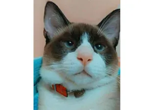 Gato raça Siamês siamês idade 7 a 11 meses nome Rafa 