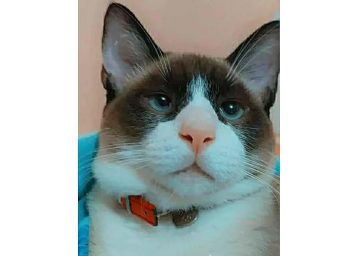 Gato ra a Siamês siamês idade 7 a 11 meses nome Rafa 