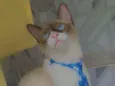 Floquinho