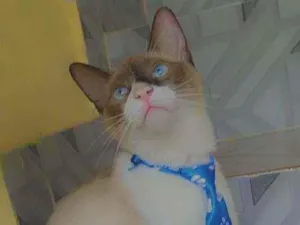 Gato raça Siamê idade 2 a 6 meses nome Floquinho