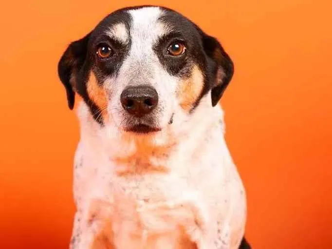 Cachorro ra a SRD-ViraLata idade 6 ou mais anos nome BR