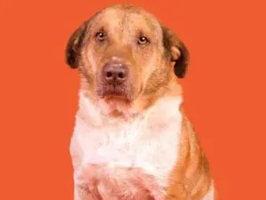 Cachorro raça SRD-ViraLata idade 5 anos nome Chorão