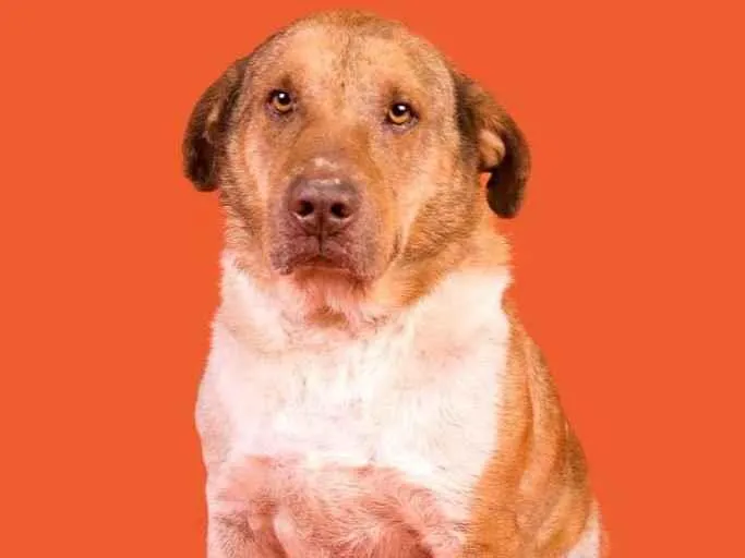 Cachorro raça SRD-ViraLata idade 5 anos nome Chorão