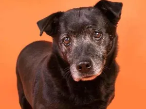 Cachorro raça SRD-ViraLata idade 6 ou mais anos nome Bebeca