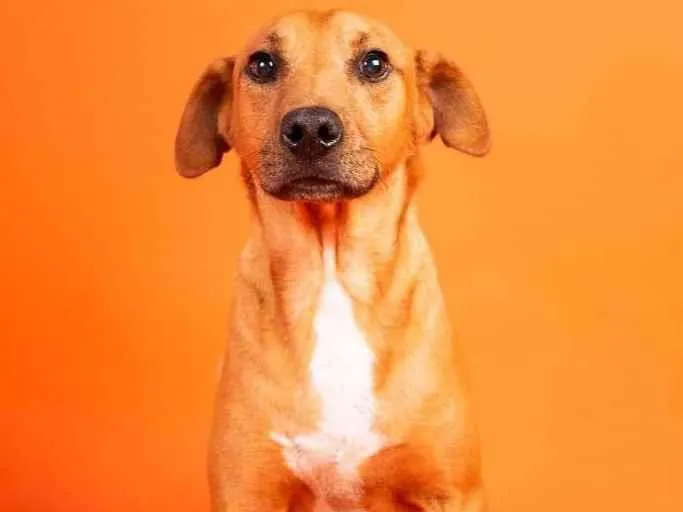 Cachorro raça SRD-ViraLata idade  nome Edu