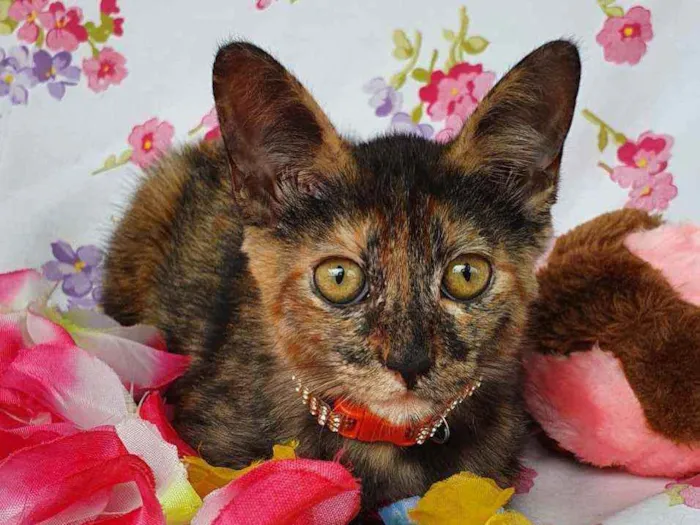 Gato ra a SRD idade 2 a 6 meses nome LIZZIE 