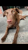 Pipoca