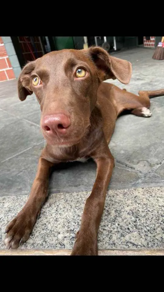 Cachorro ra a Vira - lata idade 2 a 6 meses nome Pipoca