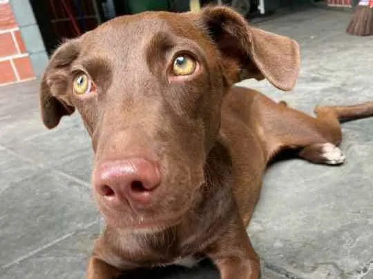 Cachorro ra a Vira - lata idade 2 a 6 meses nome Pipoca