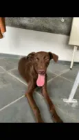 Pipoca