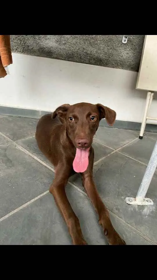 Cachorro ra a Vira - lata idade 2 a 6 meses nome Pipoca