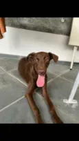 Pipoca