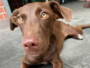 Cachorro raça Vira - lata idade 2 a 6 meses nome Pipoca