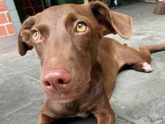 Cachorro ra a Vira - lata idade 2 a 6 meses nome Pipoca