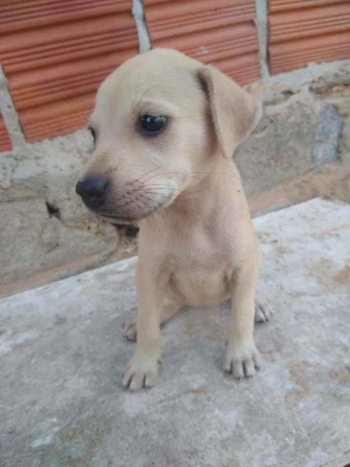 Cachorro ra a SRD idade 2 a 6 meses nome Filhotes