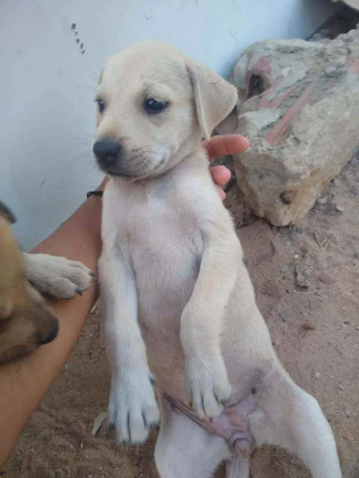 Cachorro ra a SRD idade 2 a 6 meses nome Filhotes