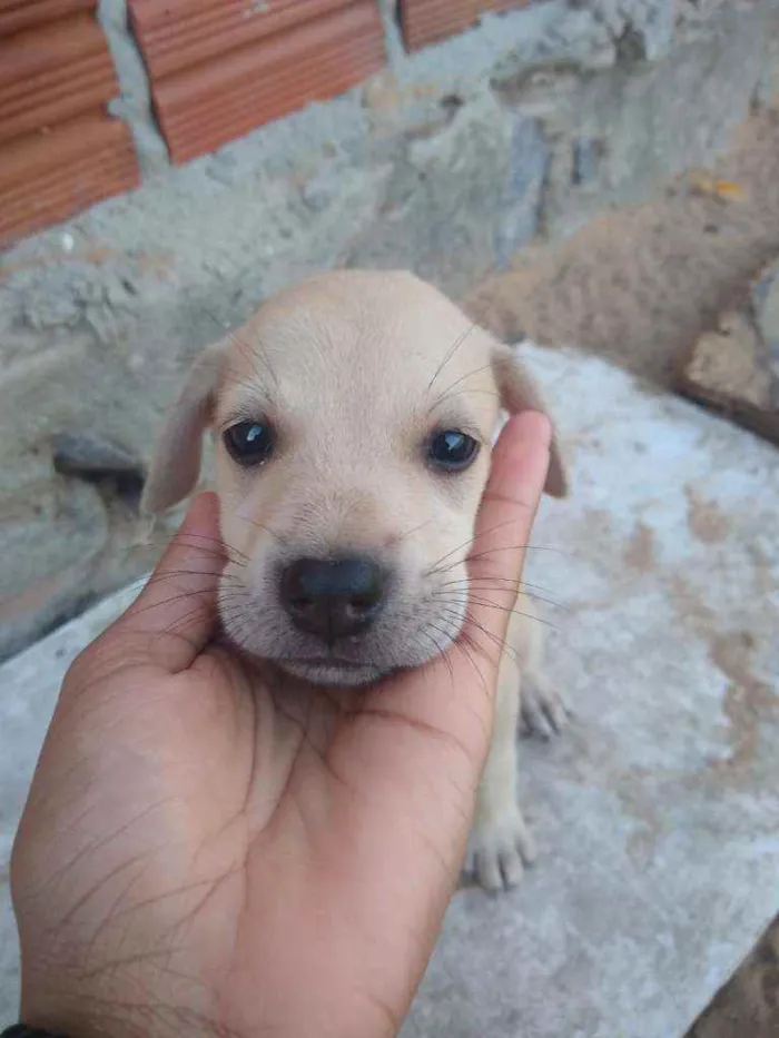 Cachorro ra a SRD idade 2 a 6 meses nome Filhotes