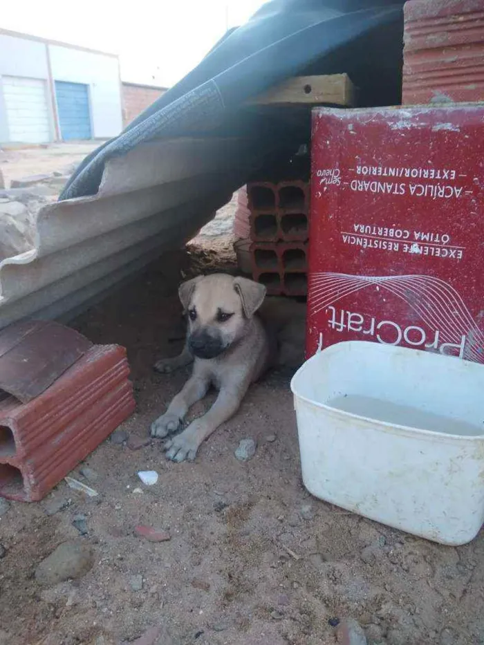 Cachorro ra a SRD idade 2 a 6 meses nome Filhotes