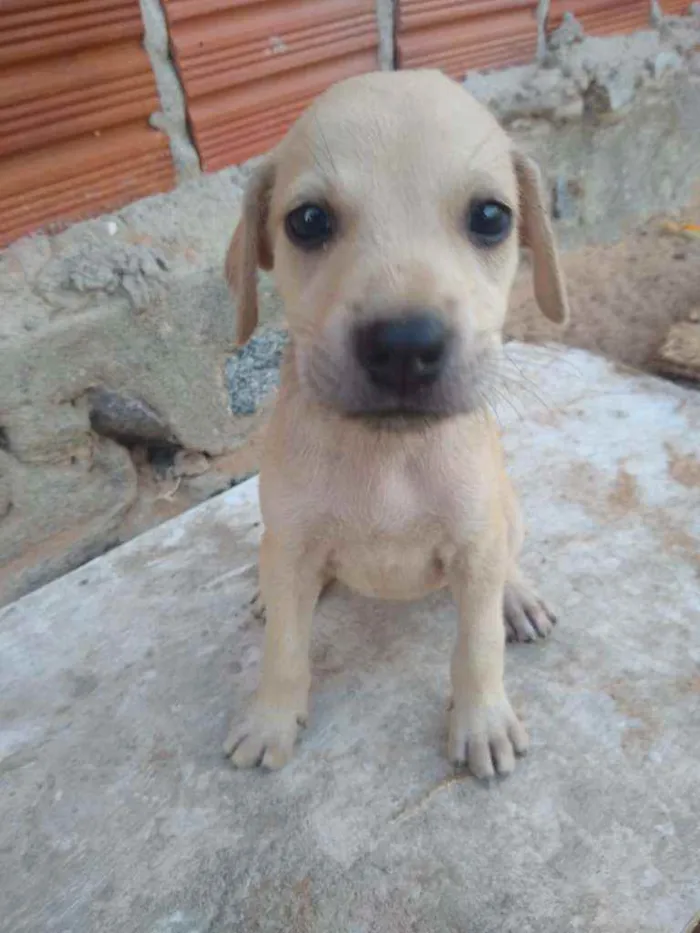 Cachorro ra a SRD idade 2 a 6 meses nome Filhotes