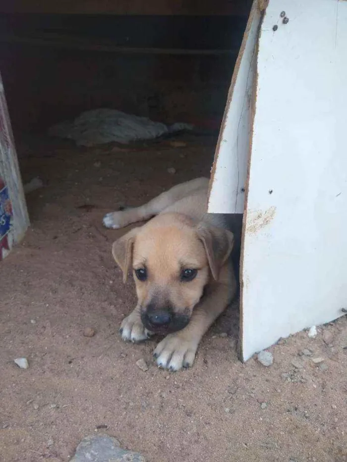 Cachorro ra a SRD idade 2 a 6 meses nome Filhotes