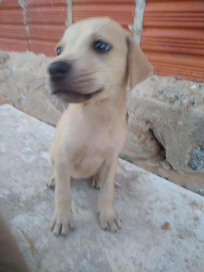 Cachorro ra a SRD idade 2 a 6 meses nome Filhotes