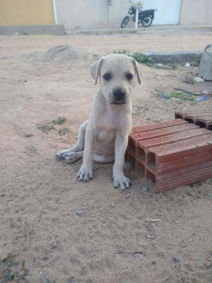 Cachorro ra a SRD idade 2 a 6 meses nome Filhotes