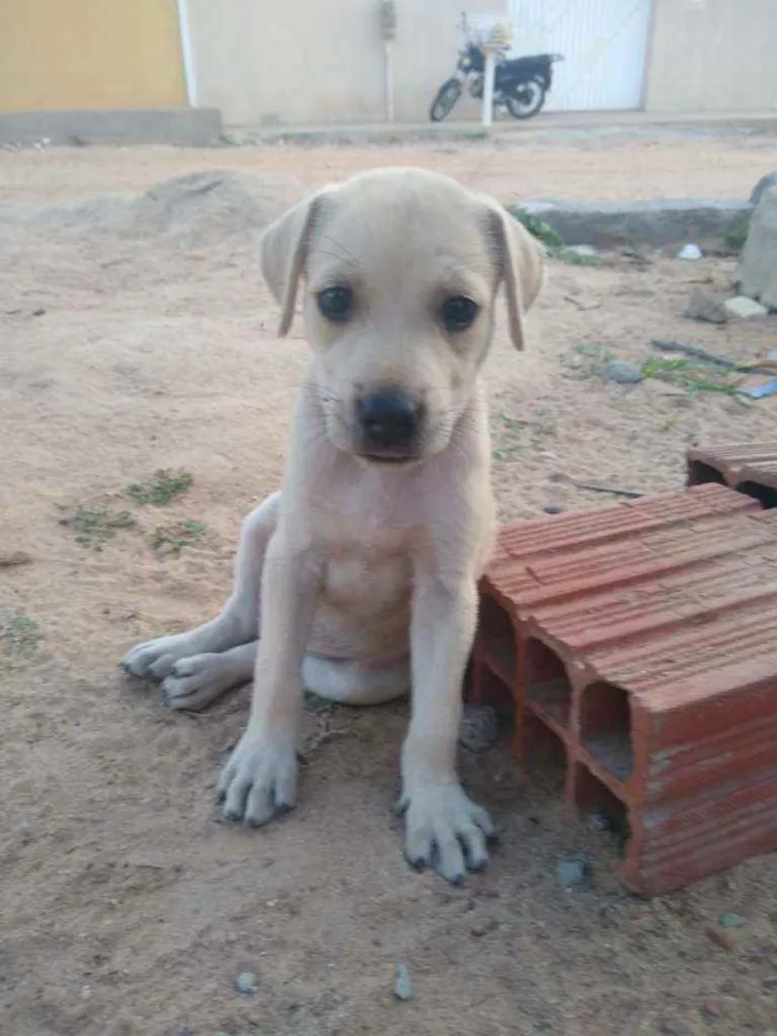 Cachorro ra a SRD idade 2 a 6 meses nome Filhotes