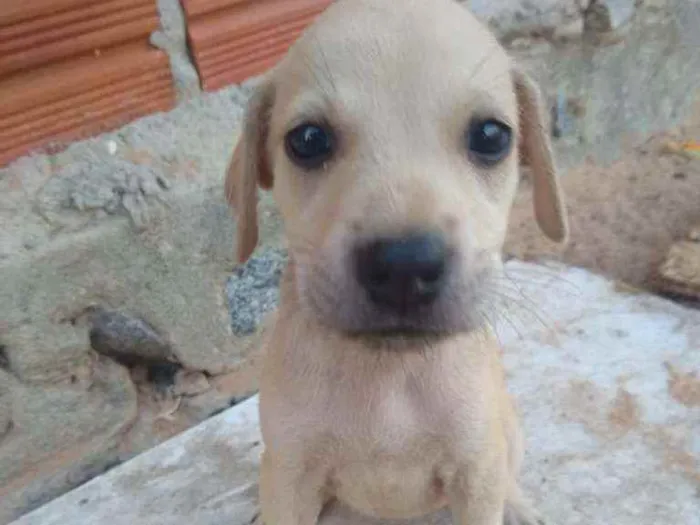 Cachorro ra a SRD idade 2 a 6 meses nome Filhotes