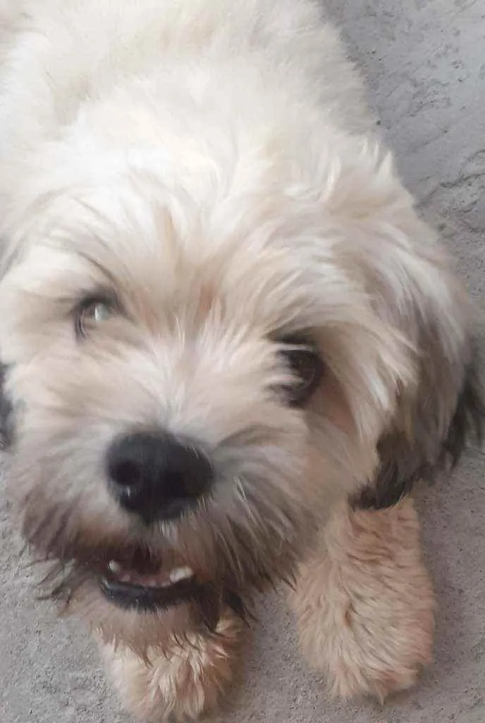 Cachorro raça Lhasa Apso idade 2 anos nome Napoleão III