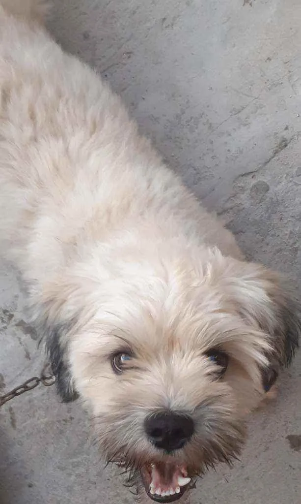 Cachorro raça Lhasa Apso idade 2 anos nome Napoleão III